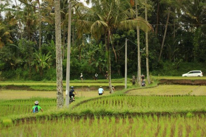 Downhill Cycling Tour Ubud Through Jungle and Rice Terrace - Lunch and Return