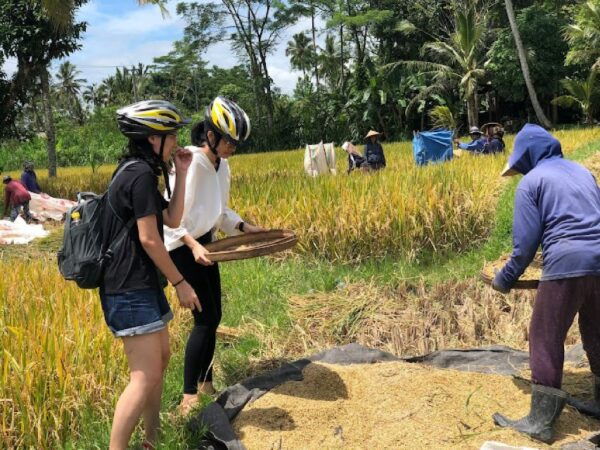 Downhill Cycling Tour Ubud Through Jungle and Rice Terrace - The Sum Up