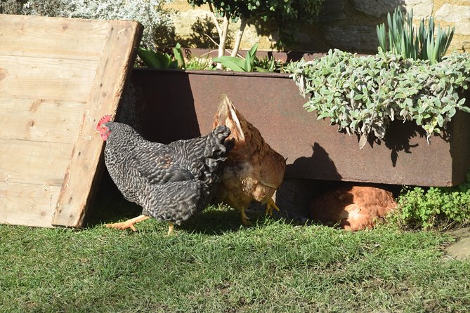 Downton Abbey Town and Country Tour From London by Private Black Taxi - Common Questions