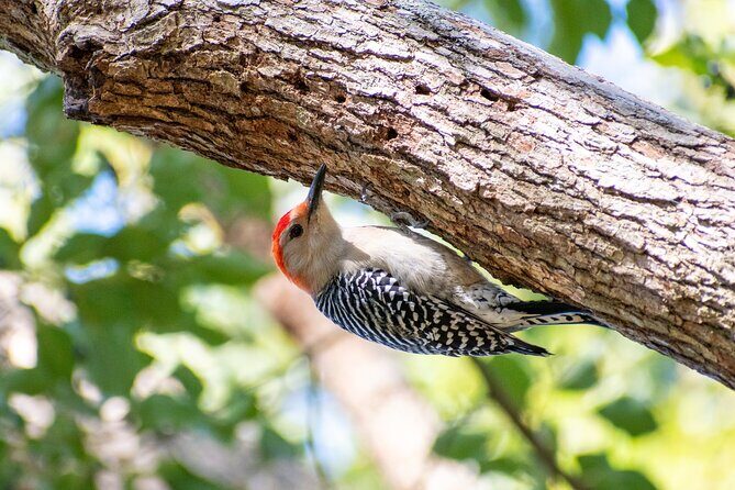Downtown Charleston Birding Tour - Good To Know
