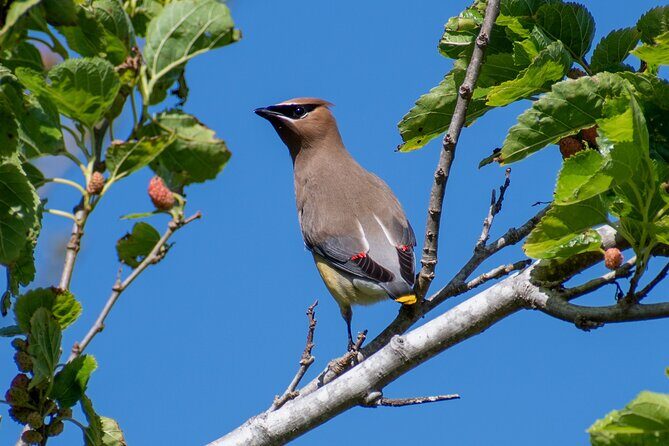 Downtown Charleston Birding Tour - The Itinerary in Detail