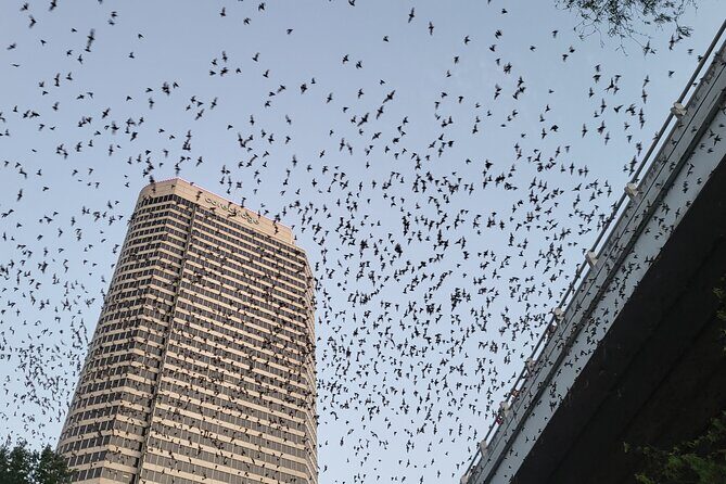 Downtown Houston Bat and Skyline Kayaking Tour - Good To Know  