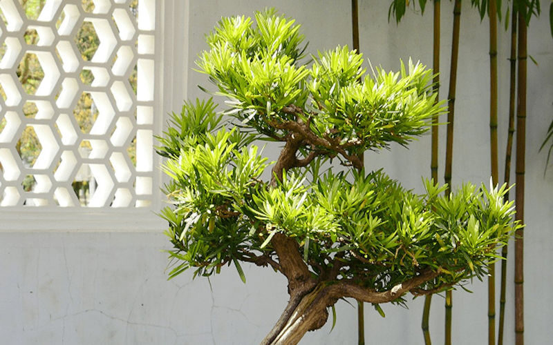 Dr. Sun Yat-Sen Classical Chinese Garden Ticket in Vancouver - Should you book this garden visit?