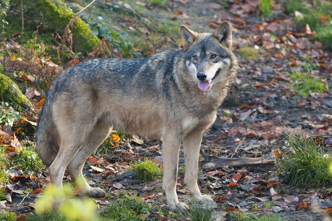 Draculas Castle and Draculas Royal Court Trip - The Sum Up