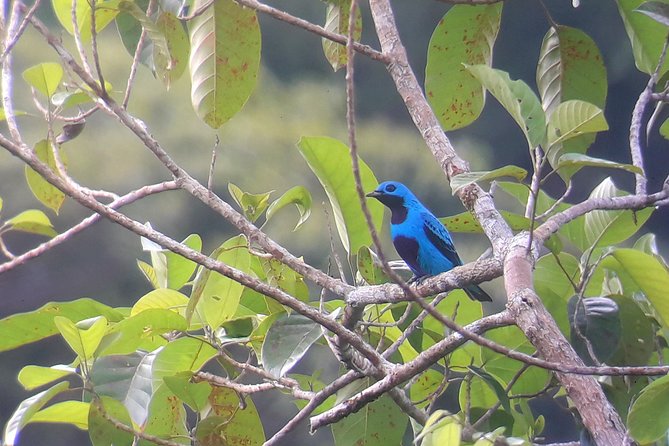 Drake Bay Early Morning Guided Bird Watching Tour - Inclusions and Logistics