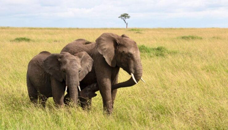 Drakensberg Hiking & Tala Game Reserve 2 Day Tour Fro Durban - Good To Know