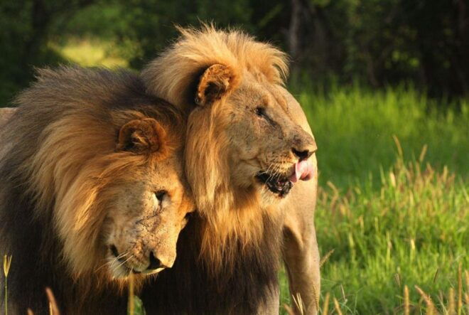 Drakensberg Hiking & Tala Game Reserve 2 Day Tour Fro Durban - Experience Description