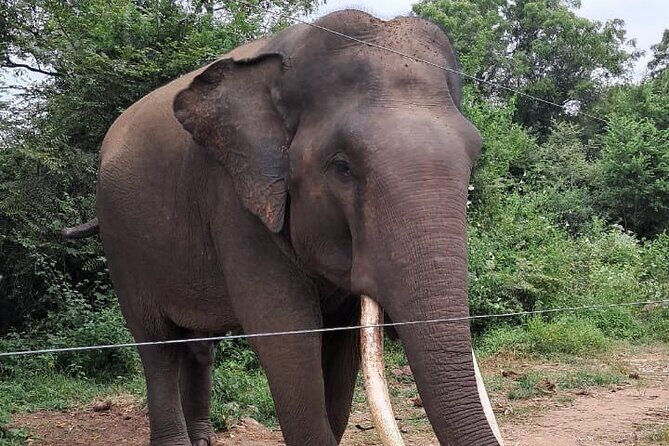 Dream path of Sri Lanka 7 Days - The Sum Up