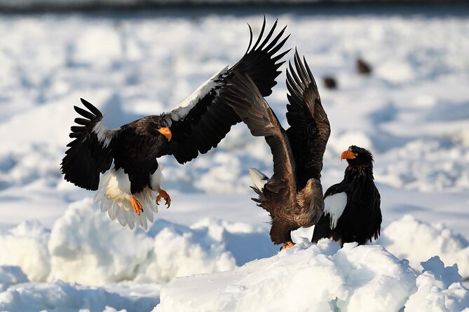 Drift Ice Walking 360 - Tips for a Memorable Experience