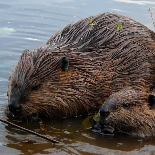Drimmelen: Biesbosch Nature Reserve Boat Tour - Good To Know