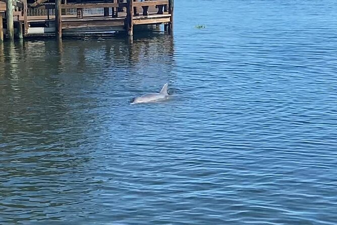 Drinking With The Dolphins - Boat Rental and Paddle Pub Experience