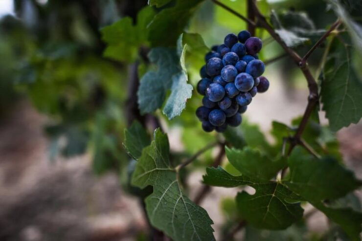 Drive in a Citroën 2CV With Wine Tasting - Discover Burgundys Grands Crus Route