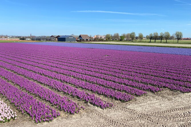 Drive It Yourself Electric Tulip and Flower Fields GPS Audio Tour - The Sum Up