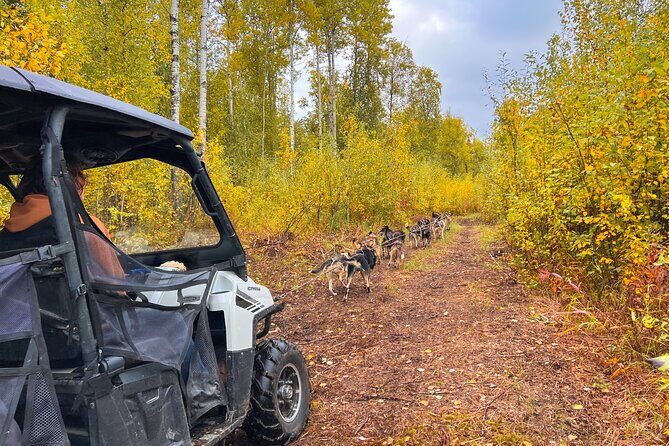 Dryland Dog Sled Tour - Good To Know