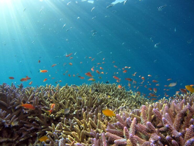 DSD Discover Scuba Diving for a Beginner Orcertified - Key Benefits of DSD for Beginners