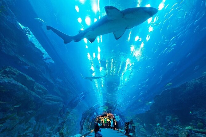 Dubai Aquarium and Underwater Zoo - Date and Travelers Information