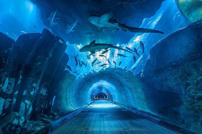 Dubai Aquarium and Underwater Zoo Admission Tickets. - Common Questions