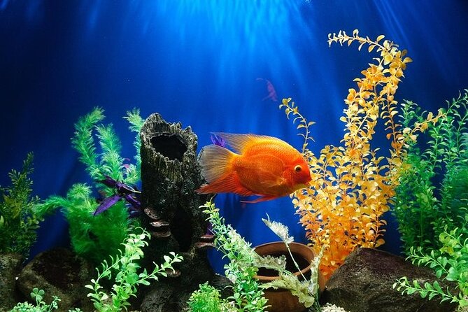 Dubai Aquarium and Underwater Zoo Admission With Ski Dubai Classic (Optional) - The Sum Up