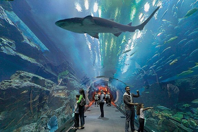 Dubai Aquarium and Underwater Zoo Combo Ticket - Pricing and Booking Details
