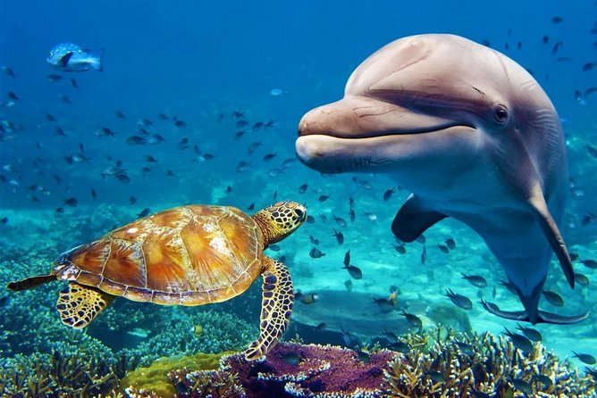 Dubai Aquarium and Underwater Zoo Combo Ticket - Whats Included in the Ticket