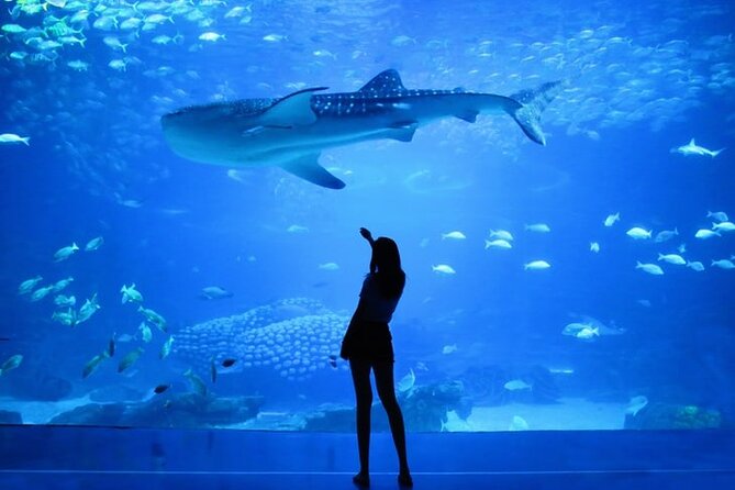 Dubai Aquarium And Underwater Zoo Tickets At Dubai Mall - Overview