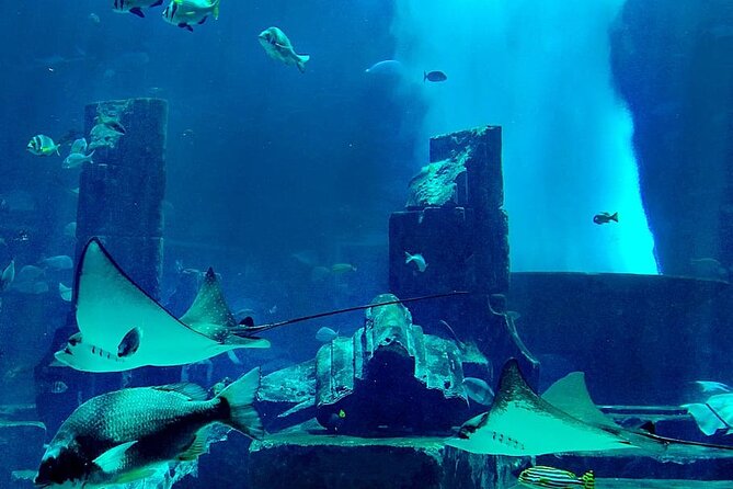 Dubai Aquarium and Underwater Zoo Tickets - Whats Included in the Ticket