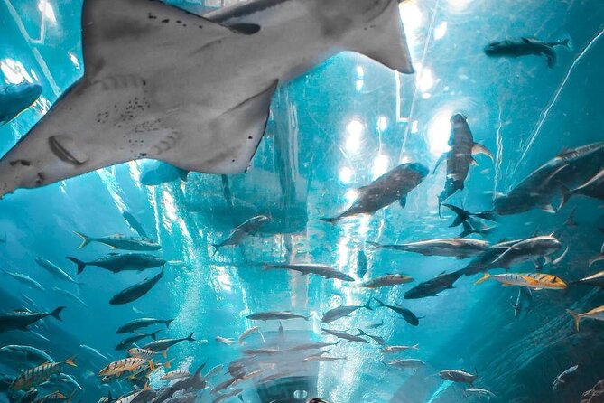 Dubai Aquarium and Underwater Zoo Tickets - Additional Information and Cancellation Policy