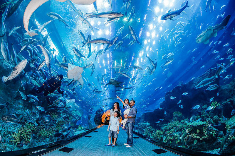 Dubai Aquarium Ticket - The giant tank is the opening act