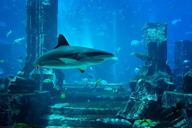 Dubai Aquarium & Underwater Zoo Ticket With Transfer - Overview of Dubai Aquarium and Underwater Zoo