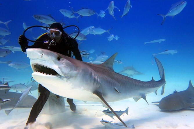 Dubai Aquarium & Underwater Zoo Ticket With Transfer - Terms and Conditions for the Experience