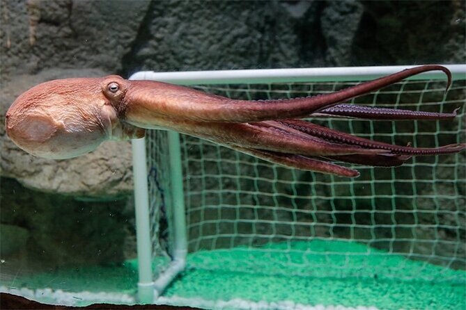 Dubai Aquarium & Underwater Zoo Tickets - Included Attractions