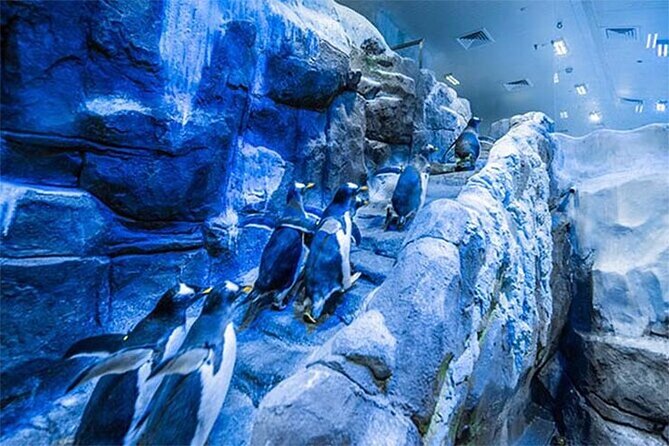Dubai Aquarium & Underwater Zoo Tickets - Terms and Conditions