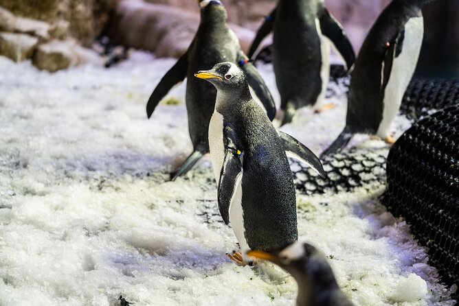 Dubai Aquarium With Penguin or Otter or Crock or Ray Encounter - Pricing and Booking Information