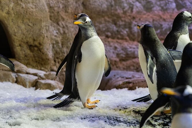 Dubai Aquarium With Penguin or Otter or Crock or Ray Encounter - Reviews and Ratings