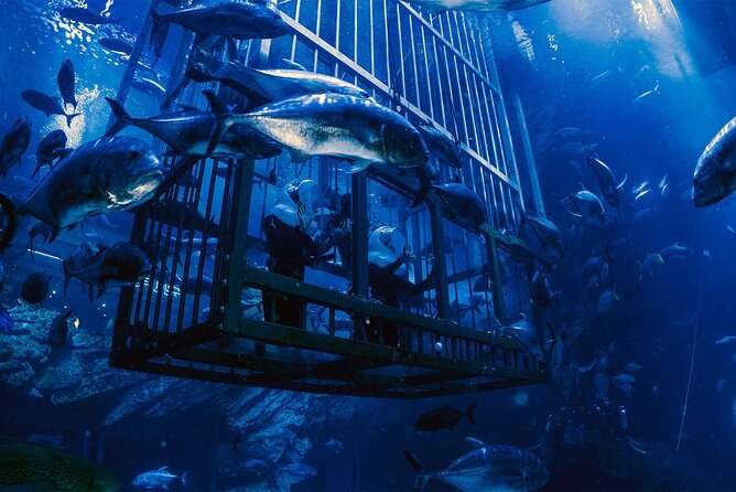 Dubai Aquarium With Penguin or Otter or Crock or Ray Encounter - Common Questions