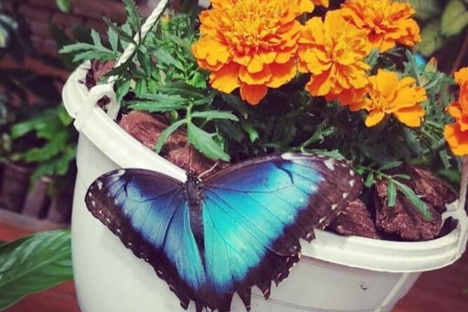 Dubai Butterfly Garden - Additional Information and Cancellation Policy
