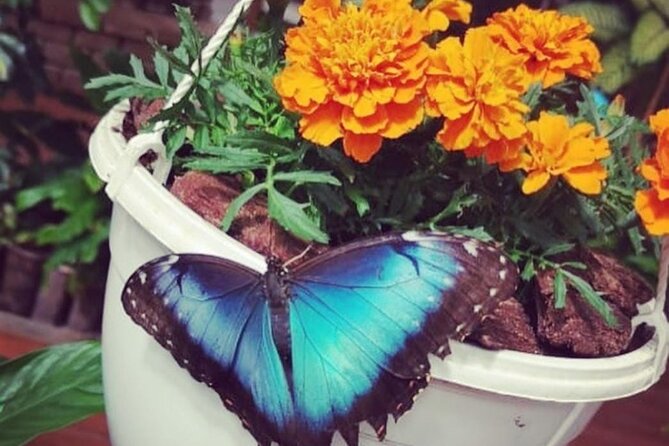 Dubai Butterfly Garden - Tips for Visiting