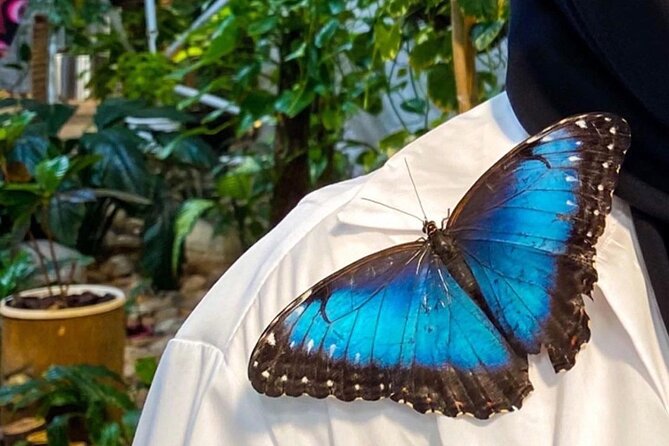 Dubai Butterfly Garden Entry Ticket - Questions