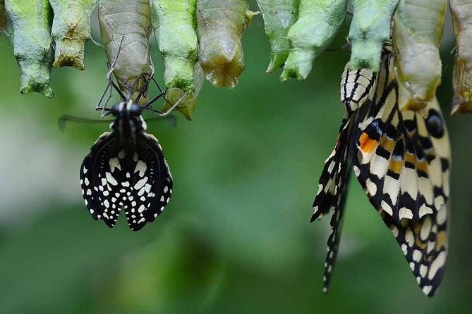 Dubai Butterfly Garden Tickets - Overview