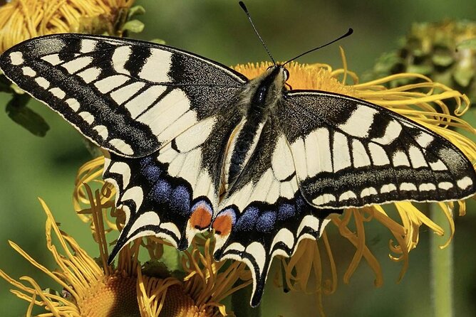 Dubai Butterfly Garden With One-Way Transfer From Dubai - Handcrafted Butterfly Art