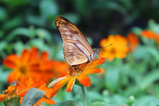 Dubai Butterfly Garden With One-Way Transfer From Dubai - Pricing and Booking Details