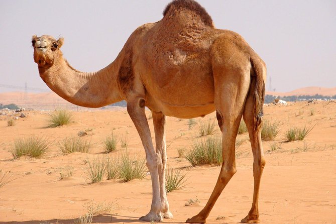 Dubai City and Abu Dhabi Tour With Desert Safari and Cruise - Common Questions