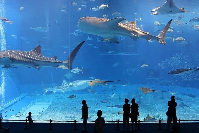 Dubai City Sightseeing Tour Half Day From Dubai - Contact and Support