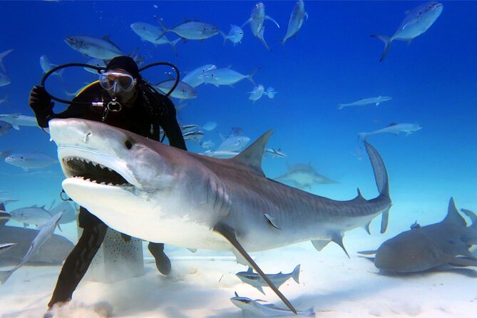 Dubai City Tour With Guide - New and Old Dubai Sightseeing Tour - Shopping and Entertainment Stops