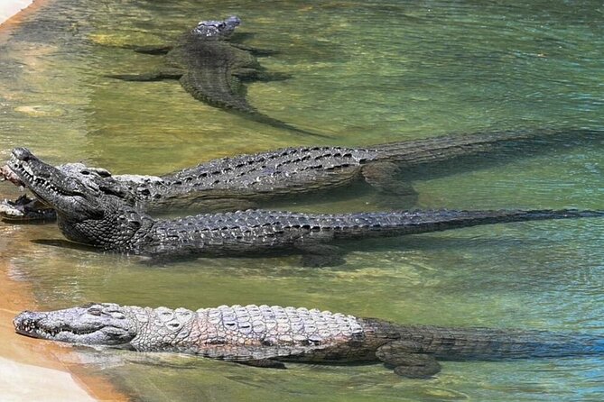 Dubai Crocodile Park - Ticket Pricing and Booking Details
