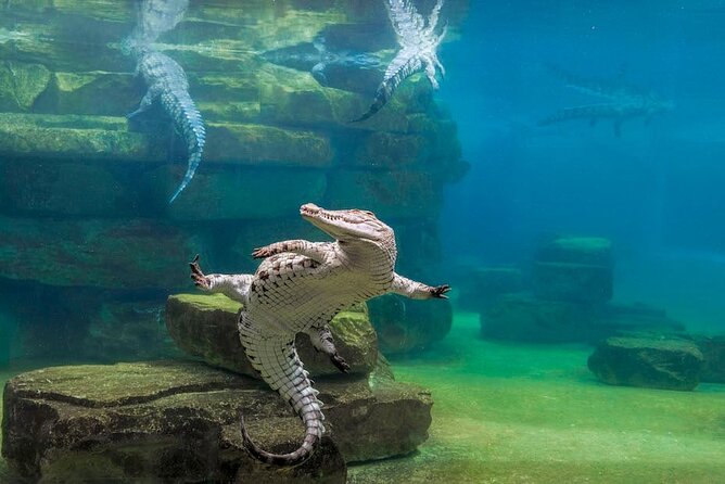 Dubai Crocodile Park - Activity Duration and Meeting Point