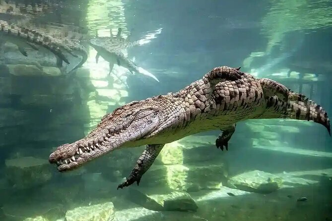 Dubai Crocodile Park Ticket With Optional Private Transfer - Pickup and Drop-off Information