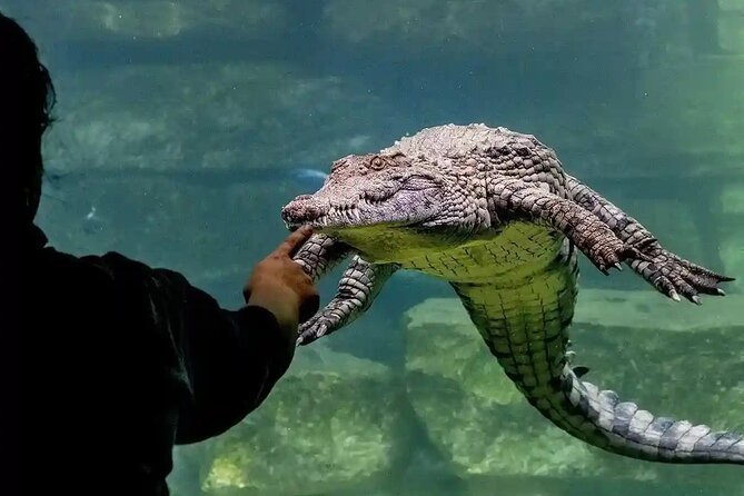 Dubai Crocodile Park Ticket With Optional Private Transfer - Additional Information