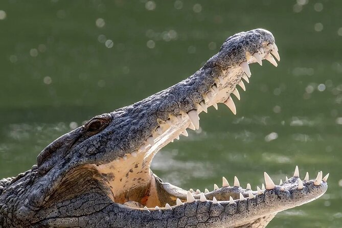 Dubai Crocodile Park Ticket With Optional Private Transfer - Cancellation Policy