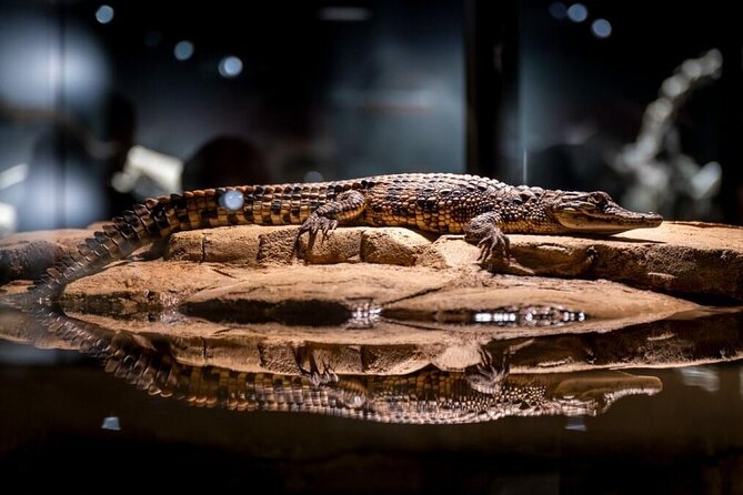 Dubai Crocodile Park Ticket With Transfers - Common Questions